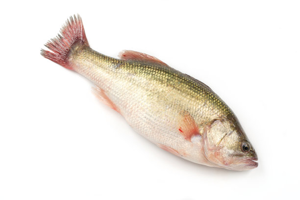 白色背景上的淡水鲈鱼图片下载