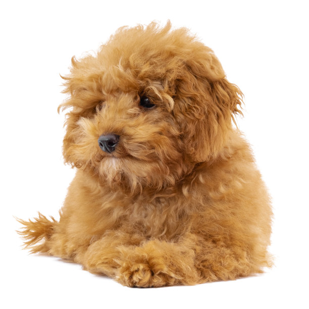 白色背景上的玩具狮子狗狗图片下载