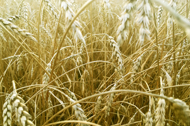 一片麦田图片下载