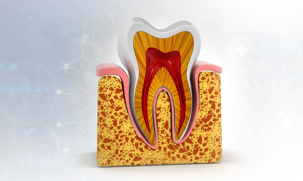 人类牙齿横截面解剖学图片下载
