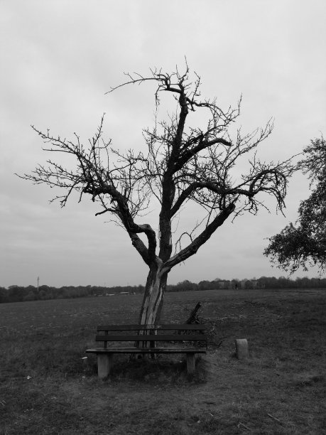 黑暗的树林。图片下载