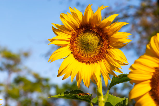 向日葵的自然背景。向日葵盛开。向日葵的特写。图片下载