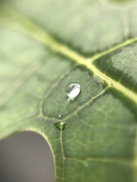 叶子上的水滴图片下载