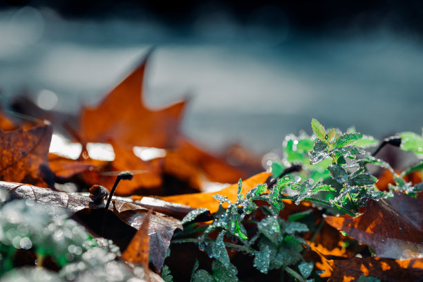 林地，草地上有晨露。素材图片