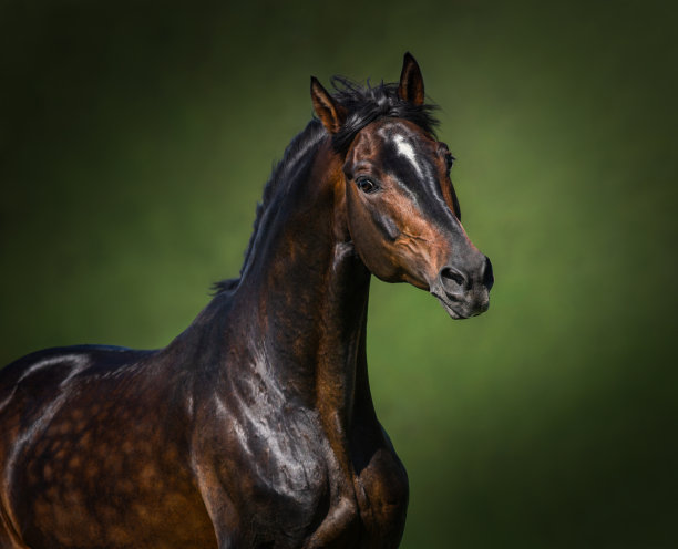 奥洛夫-罗斯托普钦的马在绿色背景上的肖像。图片下载