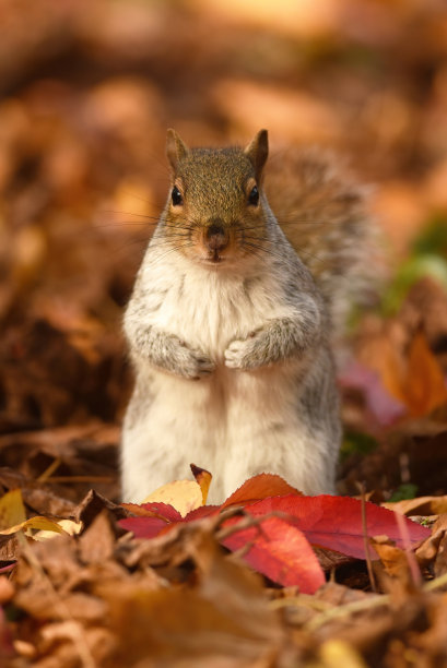 一个灰色的松鼠图片下载