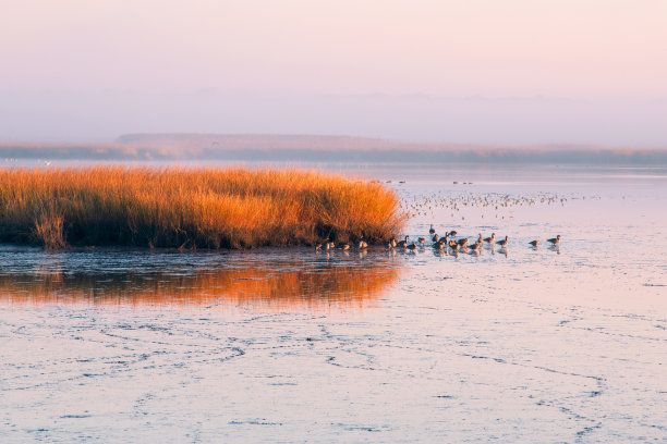 孟买胡克国家野生动物保护区的鸟类图片下载