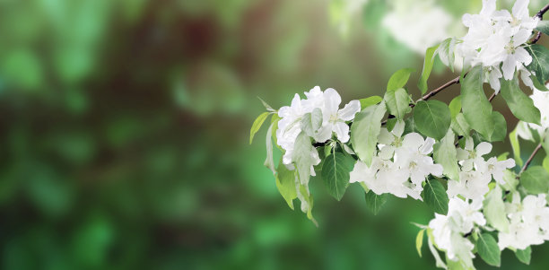 横旗与美丽的树枝苹果树与白花图片下载