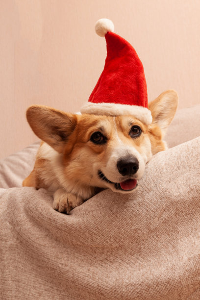 彭布罗克威尔士柯基躺在沙发上，头上戴着一顶红色的圣诞帽。戴着圣诞老人帽子的狗图片下载