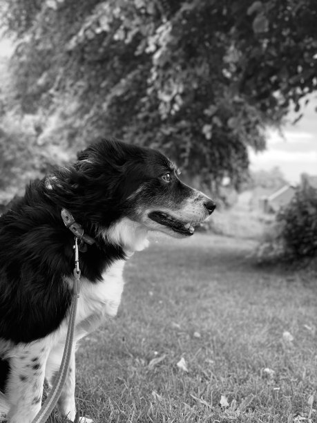 暴风雨中的博德牧羊犬图片下载
