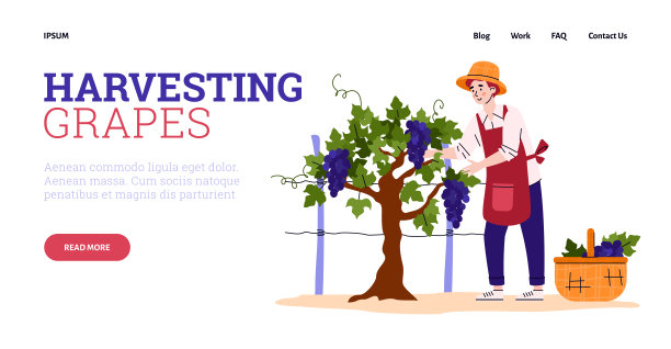 葡萄收获葡萄园葡萄酒生产矢量设计的网。图片下载