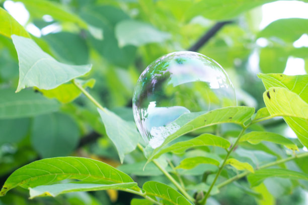 一个大肥皂泡躺在树叶上图片下载