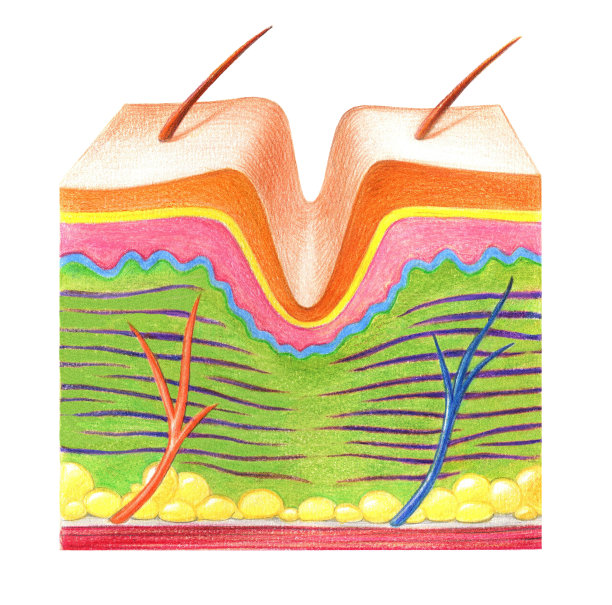 白色背景上的老皮肤结构图片下载
