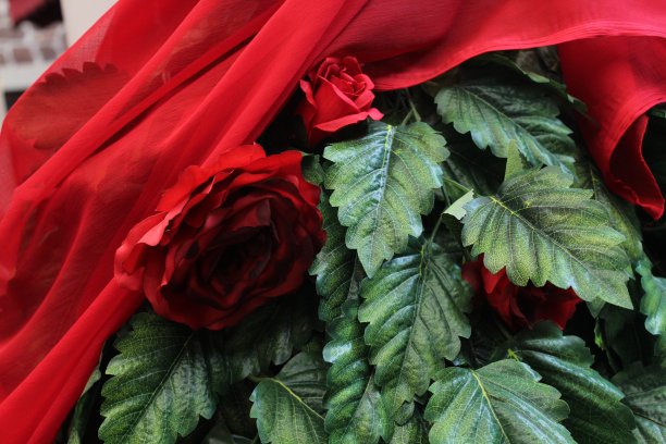 玫瑰，红色薄纱和树叶图片下载