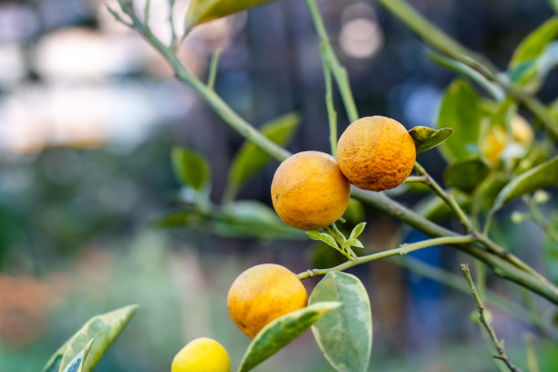 熟透的黄橘或柑橘在花园里的树上长着绿叶图片下载