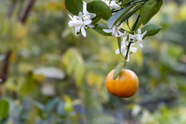 悬挂在花园里的成熟的橘子或柑橘与盛开的花和叶近摄图片下载