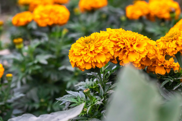 盛开的橙色金盏花与芽和叶子在花园里图片下载