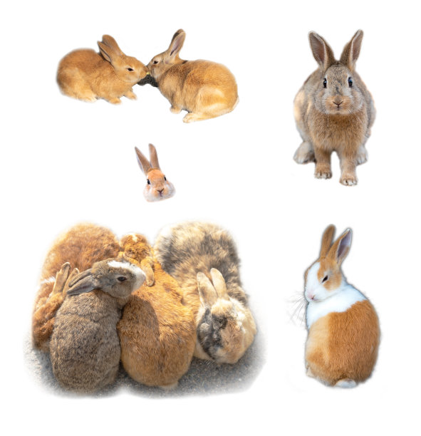 各种各样可爱的小兔子图片下载
