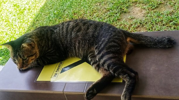 只流浪猫图片下载