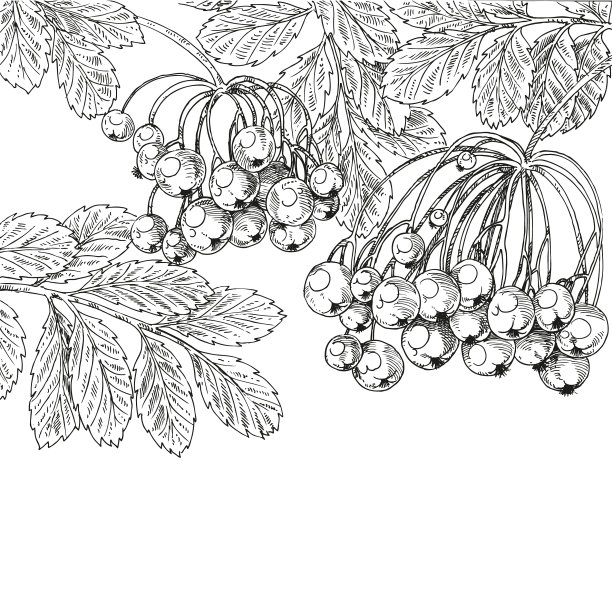 黑色和白色图形绘制rowan上图片下载