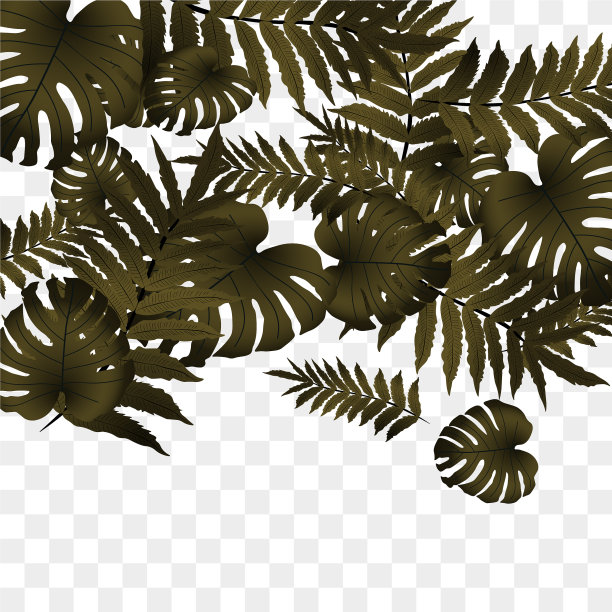 热带模式图片下载