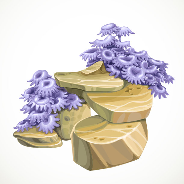 带海葵的砂岩用于水族馆装饰图片下载