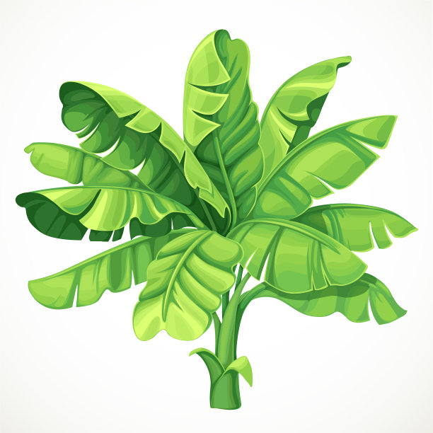 白色上有大叶子的一种香蕉棕榈树图片下载