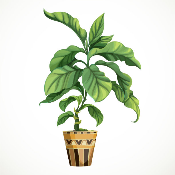 热带装饰性乔木榕或苯酚属图片下载