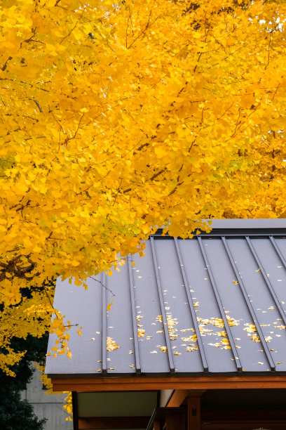 美丽的银杏叶落在树上，背景是房子图片下载