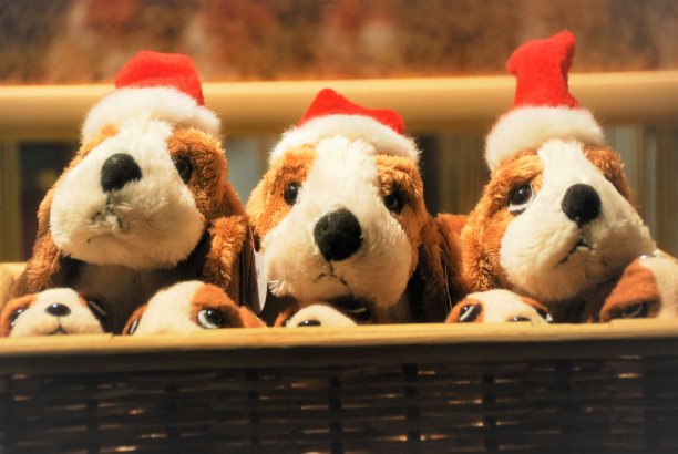 穿着圣诞老人服装的毛绒狗图片下载