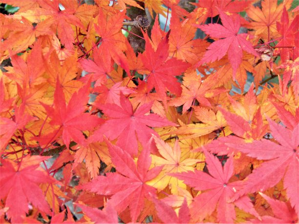 日本。12月。色彩柔和的秋天。图片下载