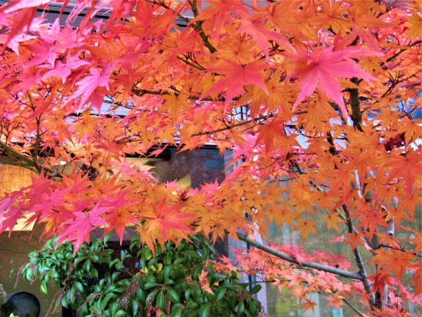 日本。12月。色彩柔和的秋天。图片下载