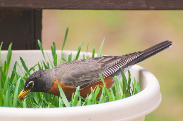 美洲罗宾在吃花盆里的东西图片下载