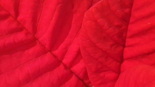 红色的叶子图片下载