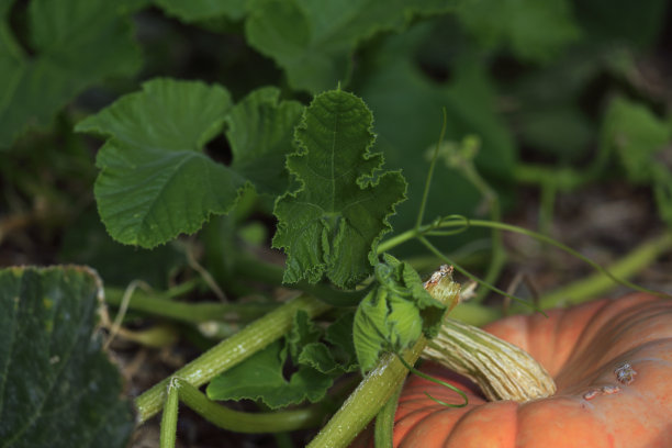 南瓜植物叶橙绿色作物蔬菜藤图片下载