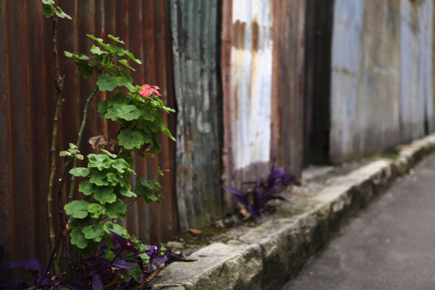 条件差，肮脏的篱笆，旧的，破旧的，生锈的天竺葵图片下载