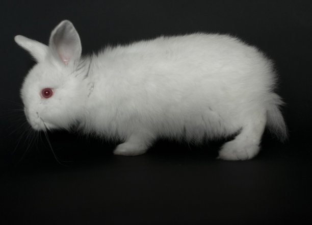 美丽的小白兔在黑色的背景。图片下载