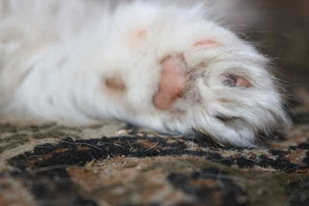 毛绒绒的白色波斯小猫图片下载