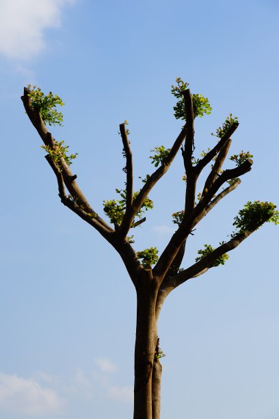 在多云的蓝天上砍树枝图片下载