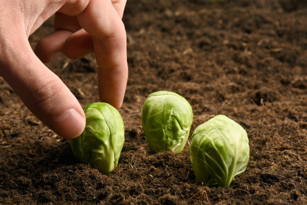 从泥土中采摘球芽甘蓝图片下载