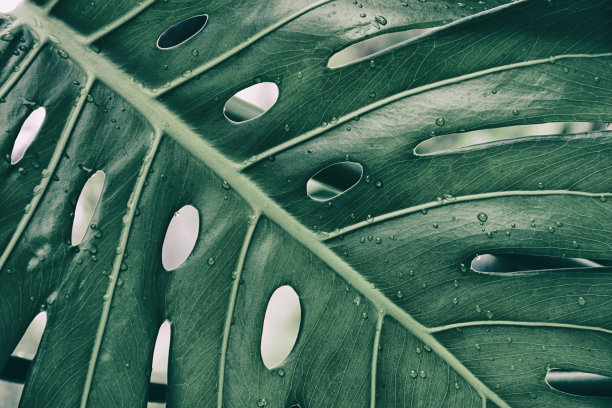 Monstera叶子，茂盛的绿色树叶在雨林中图片下载