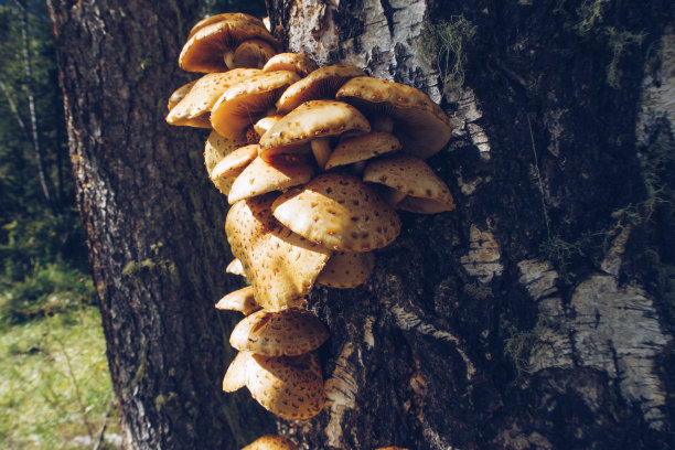 在森林的一棵树上，一群被阳光照射的橙色蘑菇。真菌特写库存照片图片下载