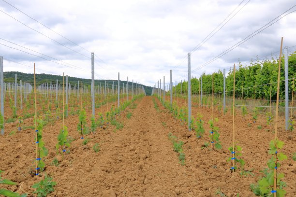 花期刚开始时精心栽培的葡萄园的年轻种植园。春日里一排排年轻的葡萄园图片下载