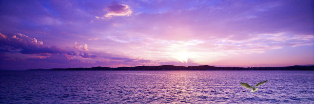 薰衣草海洋日落与海鸥。图片下载