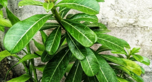 绿色的树叶图片下载