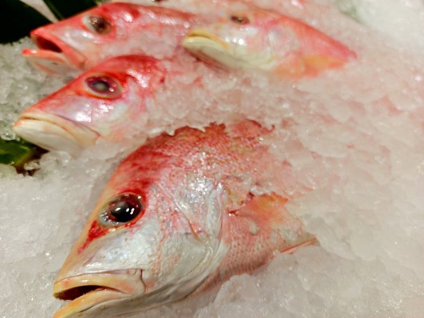 红鲷(Lutjanus bitaentus)图片下载