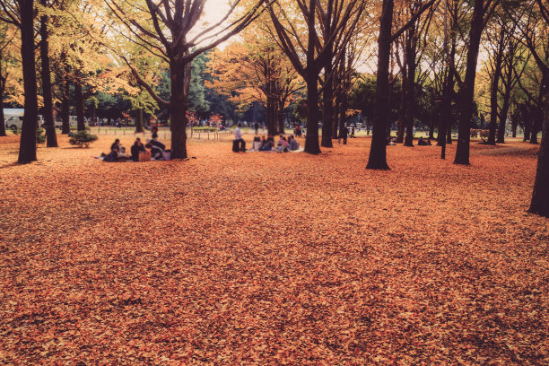 代代木公园，覆盖着秋叶图片下载
