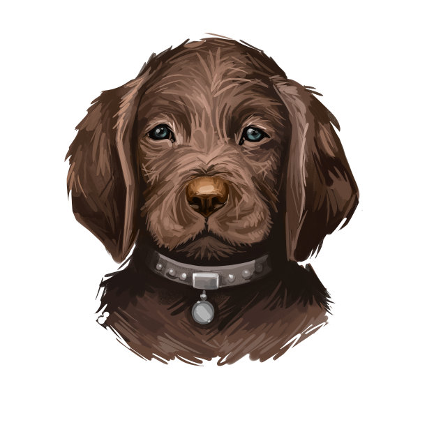 德国长毛犬幼犬品种数字艺术插图孤立在白色。流行的小狗肖像与文本。可爱的宠物手绘肖像。图形剪辑艺术设计。图片下载