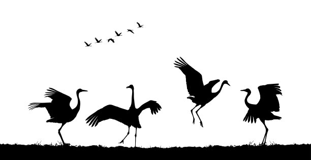 普通的鹤在田野里跳舞。矢量剪影图片下载