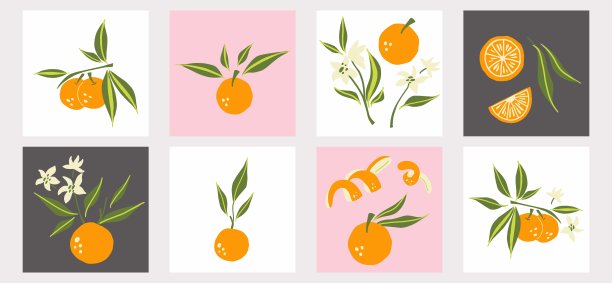 普通话的海报。奇异的热带柑橘类新鲜水果，整个多汁的橘子与绿叶和花，切片和橘皮，矢量卡通极简主义风格孤立插图图片下载